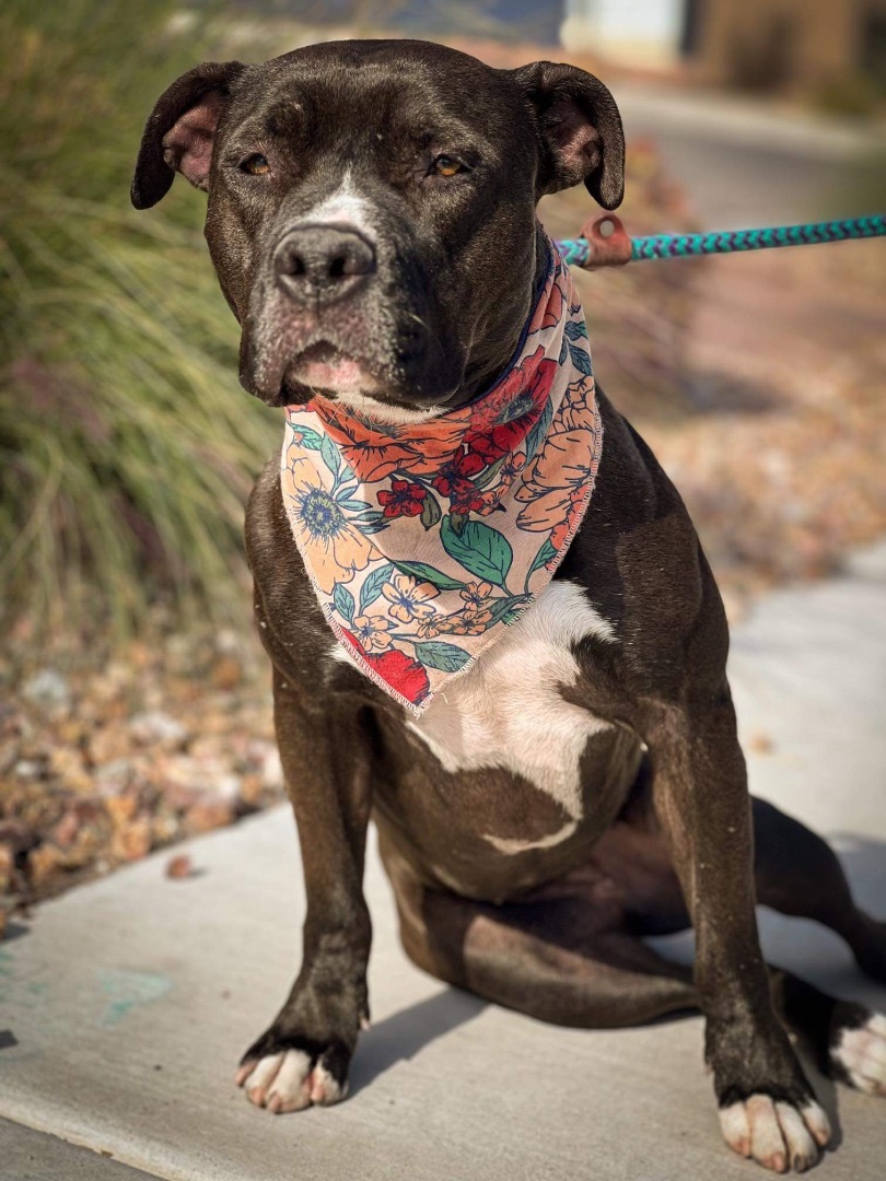 HARLEE , an adoptable Pit Bull Terrier in Las Vegas, NV, 89147 | Photo Image 4
