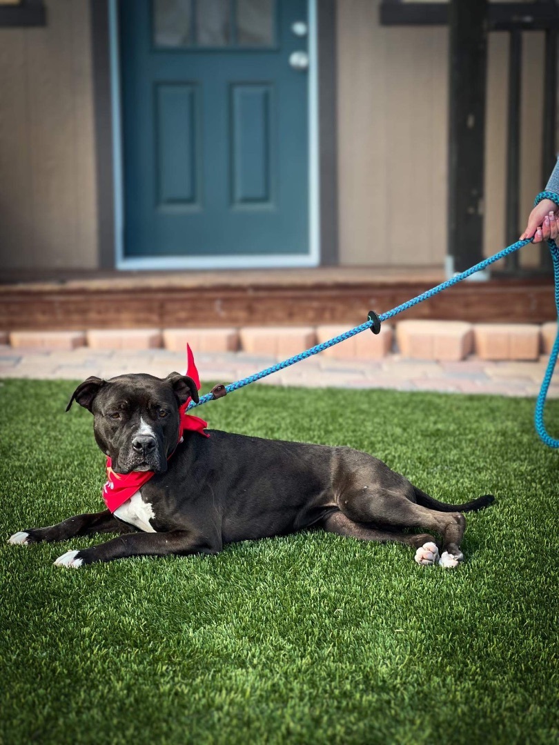 HARLEE , an adoptable Pit Bull Terrier in Las Vegas, NV, 89147 | Photo Image 6