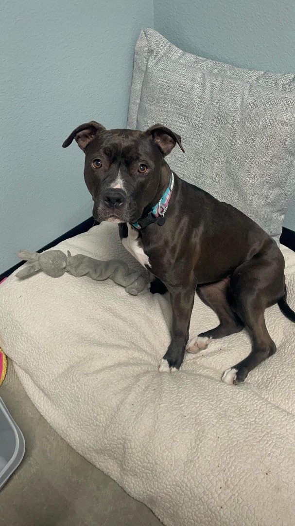 HARLEE , an adoptable Pit Bull Terrier in Las Vegas, NV, 89147 | Photo Image 1