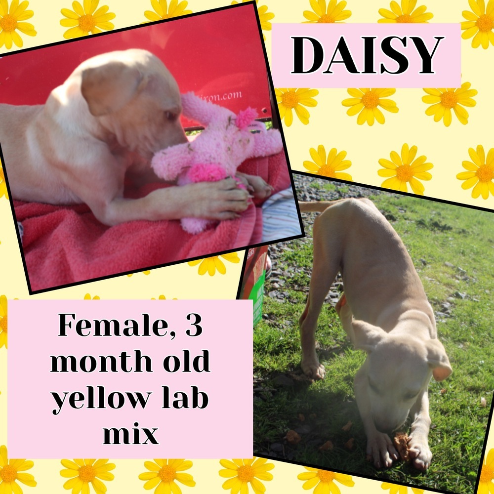 Daisy