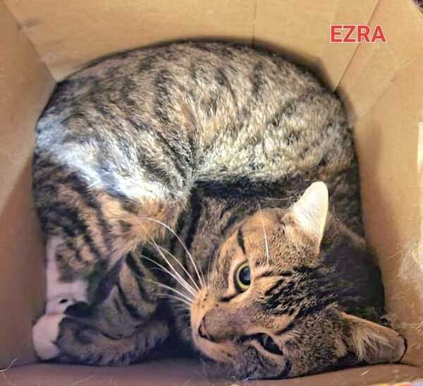 Ezra, an adoptable Domestic Short Hair Mix in Oak Ridge, TN_image-1