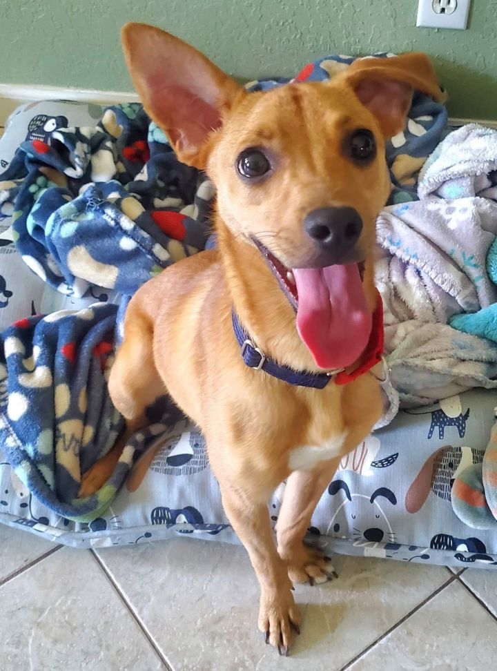 Pistol, an adoptable Jack Russell Terrier & Miniature Pinscher Mix in Royal Palm Beach, FL_image-2
