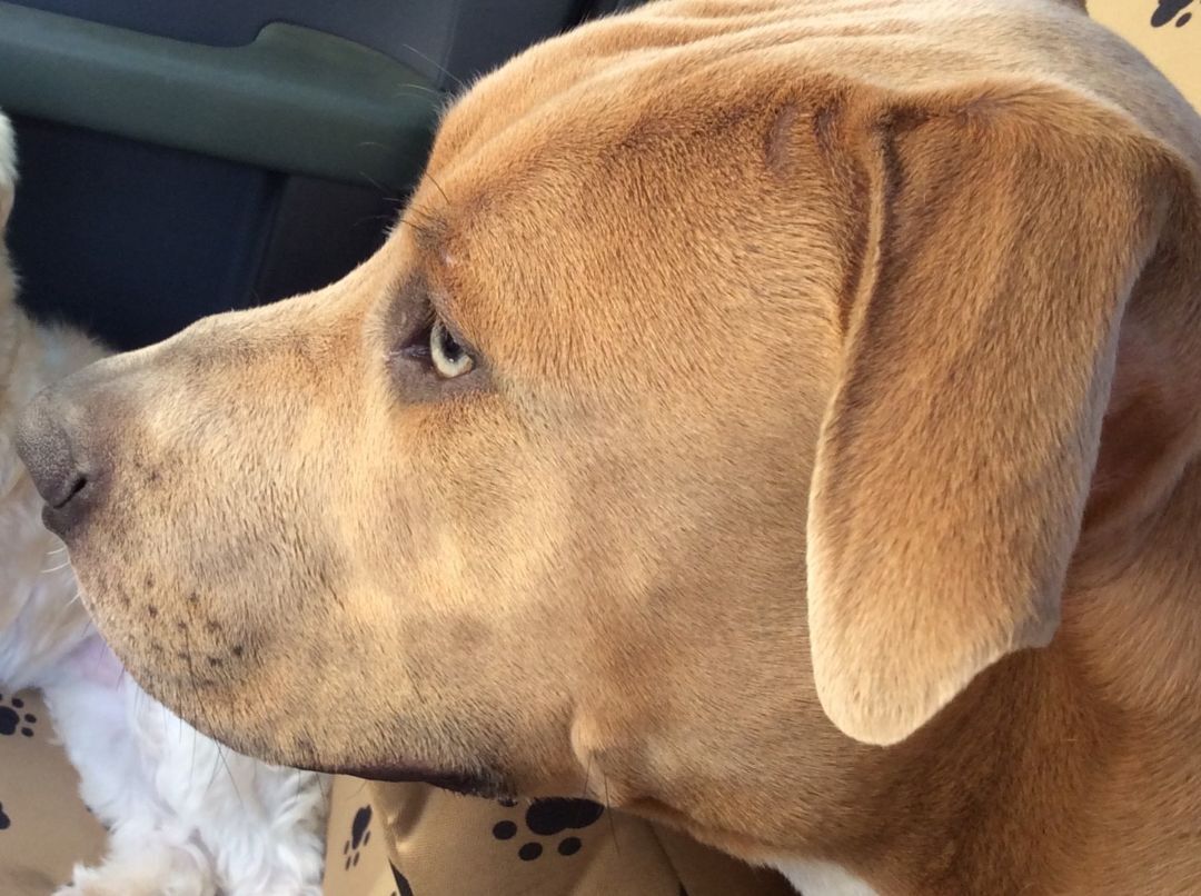 Mufasa -Still available 1/23, an adoptable Mastiff in Huntersville, NC, 28078 | Photo Image 2