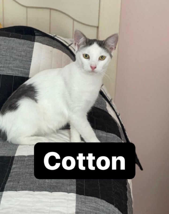 Cotton, an adoptable Domestic Short Hair Mix in Bridgewater, NJ_image-1