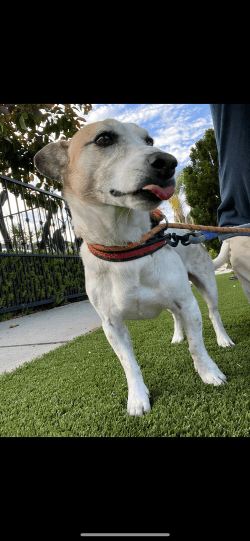 Rocky - The Darling Jack Russell