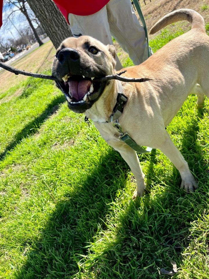 Oakley , an adoptable Black Mouth Cur in Uvalde, TX_image-1