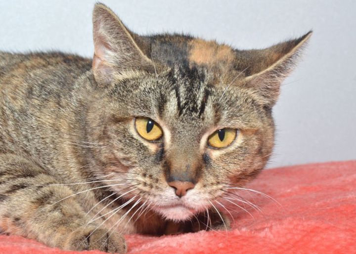 Pepper, an adopted Domestic Short Hair in Jeffersonville, IN_image-2