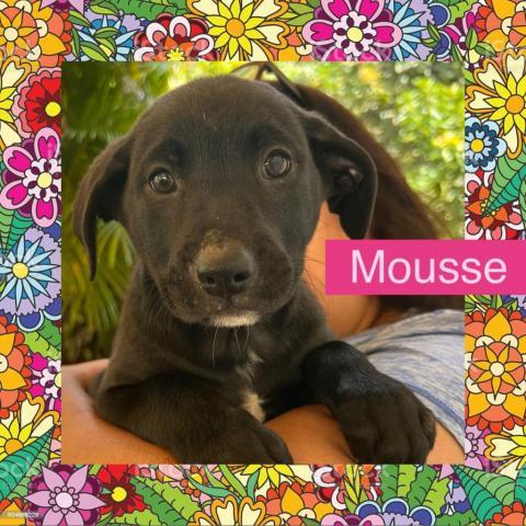Mousse, an adoptable Labrador Retriever Mix in Patterson, NY_image-1