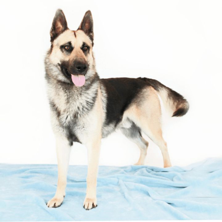 Ranger, an adoptable German Shepherd Dog Mix in Clovis, CA_image-1