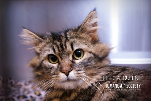 Felicia Queenie, an adoptable Domestic Long Hair in Johnstown, PA_image-1