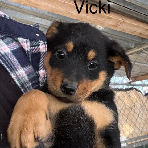 Vicki 3_6