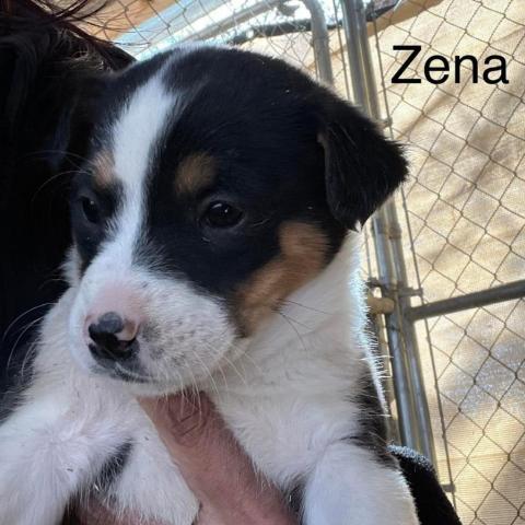 Zena 6_6