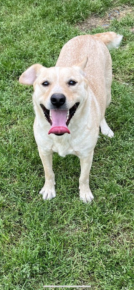 Mini Labrador Lady