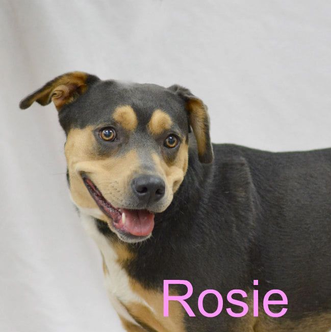 Rosie