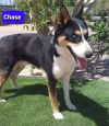 Chase photo 3