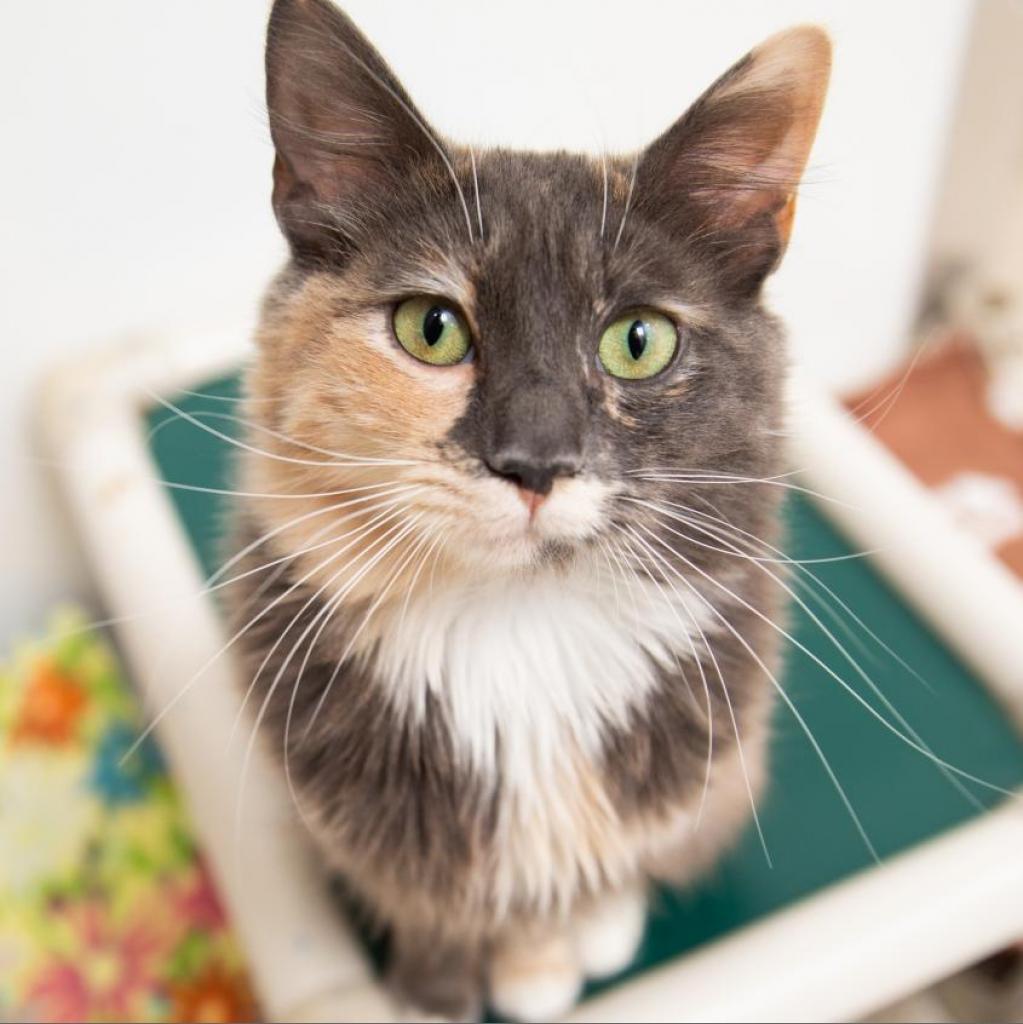 Leslie, an adoptable Domestic Medium Hair, Manx in Kanab, UT, 84741 | Photo Image 1