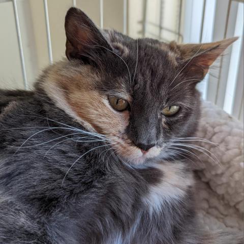 Leslie, an adoptable Domestic Medium Hair, Manx in Kanab, UT, 84741 | Photo Image 2