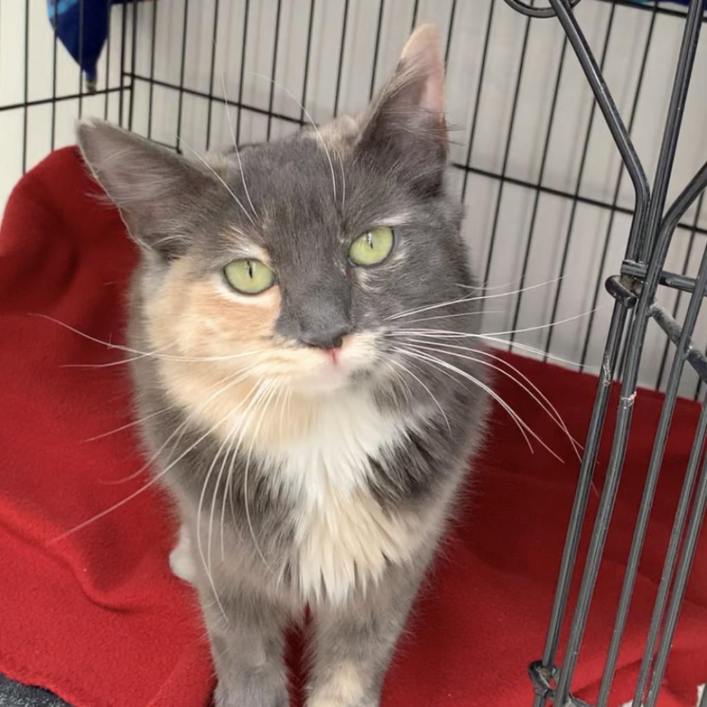 Leslie, an adoptable Domestic Medium Hair, Manx in Kanab, UT, 84741 | Photo Image 2