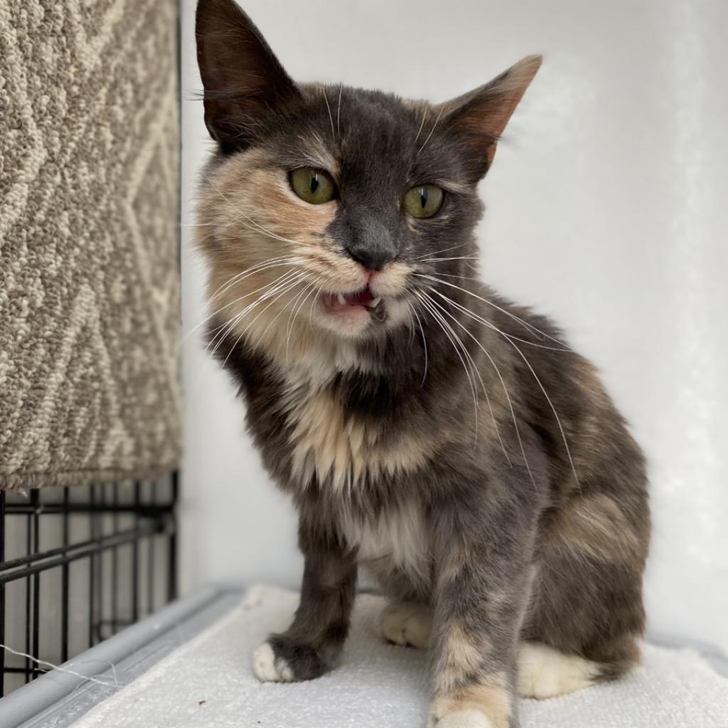 Leslie, an adoptable Domestic Medium Hair, Manx in Kanab, UT, 84741 | Photo Image 3