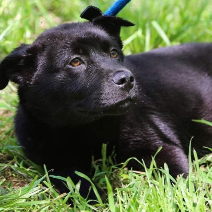 Dahlia, an adoptable Labrador Retriever & Chow Chow Mix in Corsicana, TX_image-2