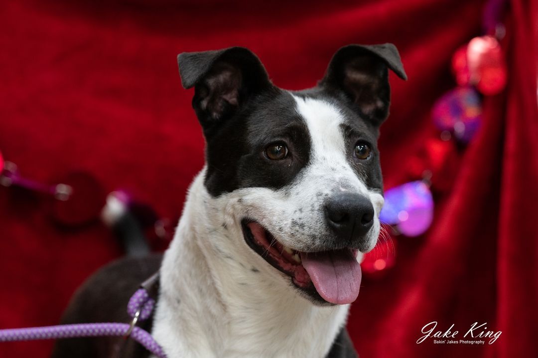 MAGGIE- Needs a foster/forever home!, an adoptable Terrier in Birmingham, MI, 48012 | Photo Image 1