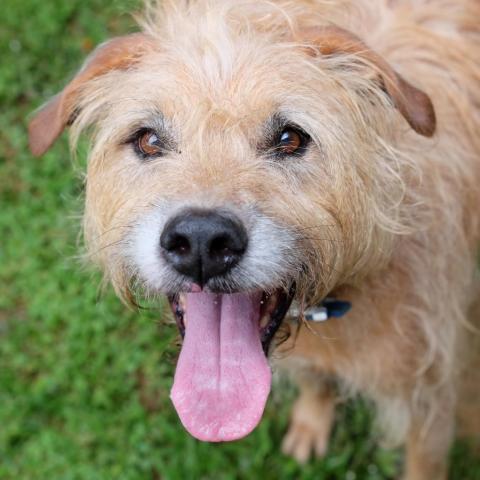 Mariano, an adoptable Airedale Terrier, Hound in Lihue, HI, 96766 | Photo Image 1