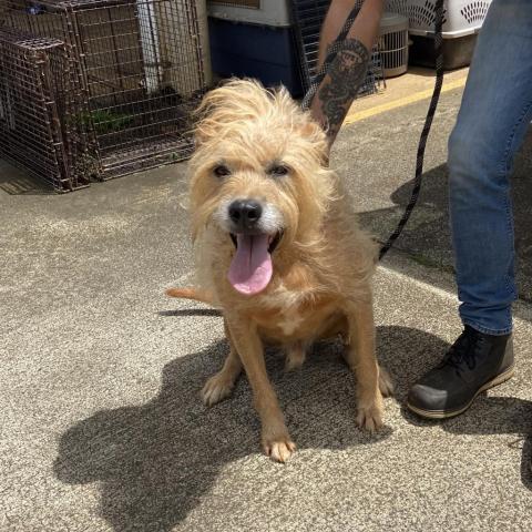 Mariano, an adoptable Airedale Terrier, Hound in Lihue, HI, 96766 | Photo Image 2