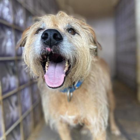 Mariano, an adoptable Airedale Terrier, Hound in Lihue, HI, 96766 | Photo Image 4