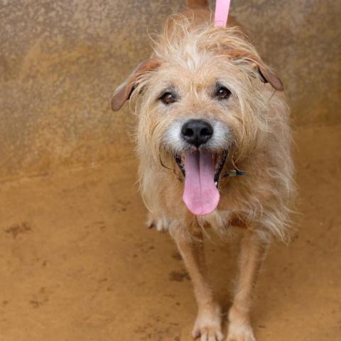 Mariano, an adoptable Airedale Terrier, Hound in Lihue, HI, 96766 | Photo Image 5