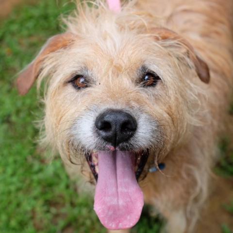 Mariano, an adoptable Airedale Terrier, Hound in Lihue, HI, 96766 | Photo Image 6