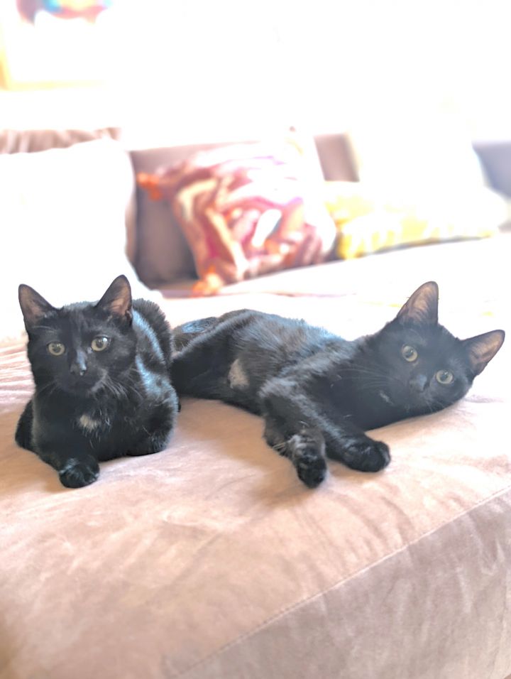 Onyx and Odessa, an adoptable Domestic Short Hair in Brooklyn, NY_image-1