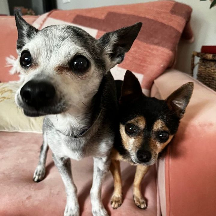 Mazy & Pookey *Bonded Pair*, an adoptable Chihuahua in Minneapolis, MN_image-1