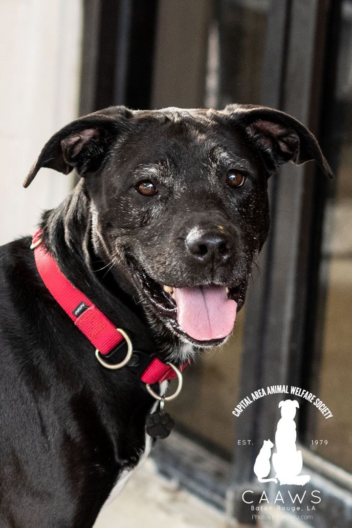 Violet, an adoptable Labrador Retriever in Baton Rouge, LA, 70817 | Photo Image 3