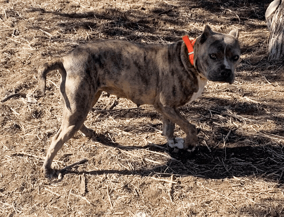 Erma, an adoptable American Staffordshire Terrier in Albuquerque, NM, 87107 | Photo Image 1