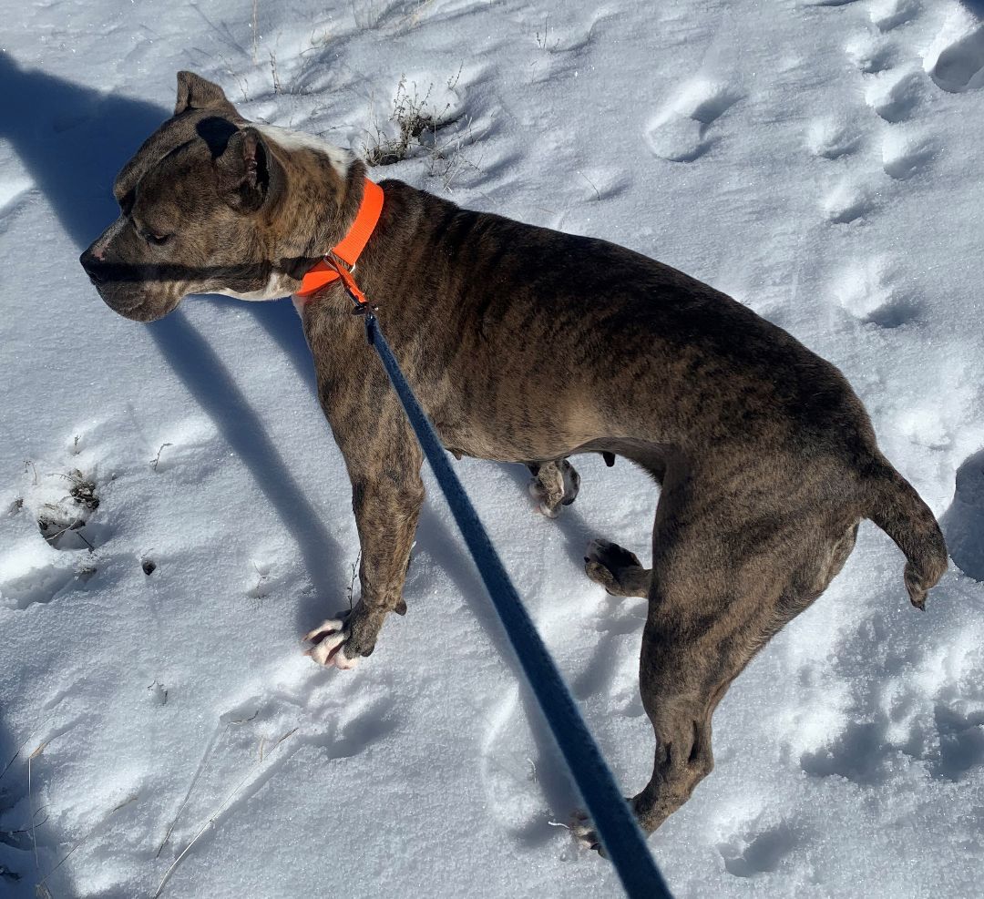 Erma, an adoptable American Staffordshire Terrier in Albuquerque, NM, 87107 | Photo Image 2