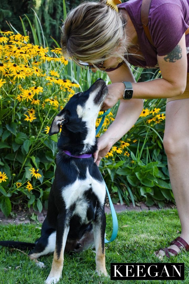 Keegan - Adoption Pending, an adopted Australian Cattle Dog / Blue Heeler & Shepherd Mix in Union Gap, WA_image-5