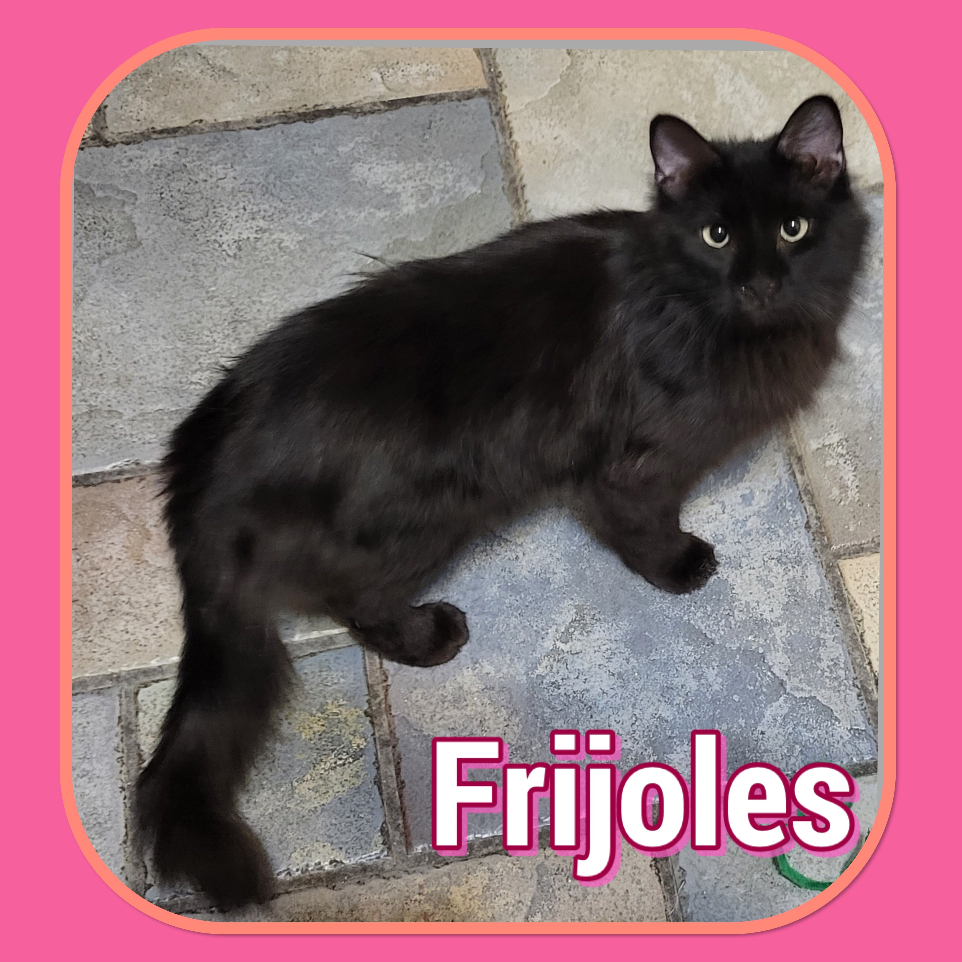 Frijoles, an adoptable Domestic Medium Hair in Tucson, AZ, 85741 | Photo Image 1