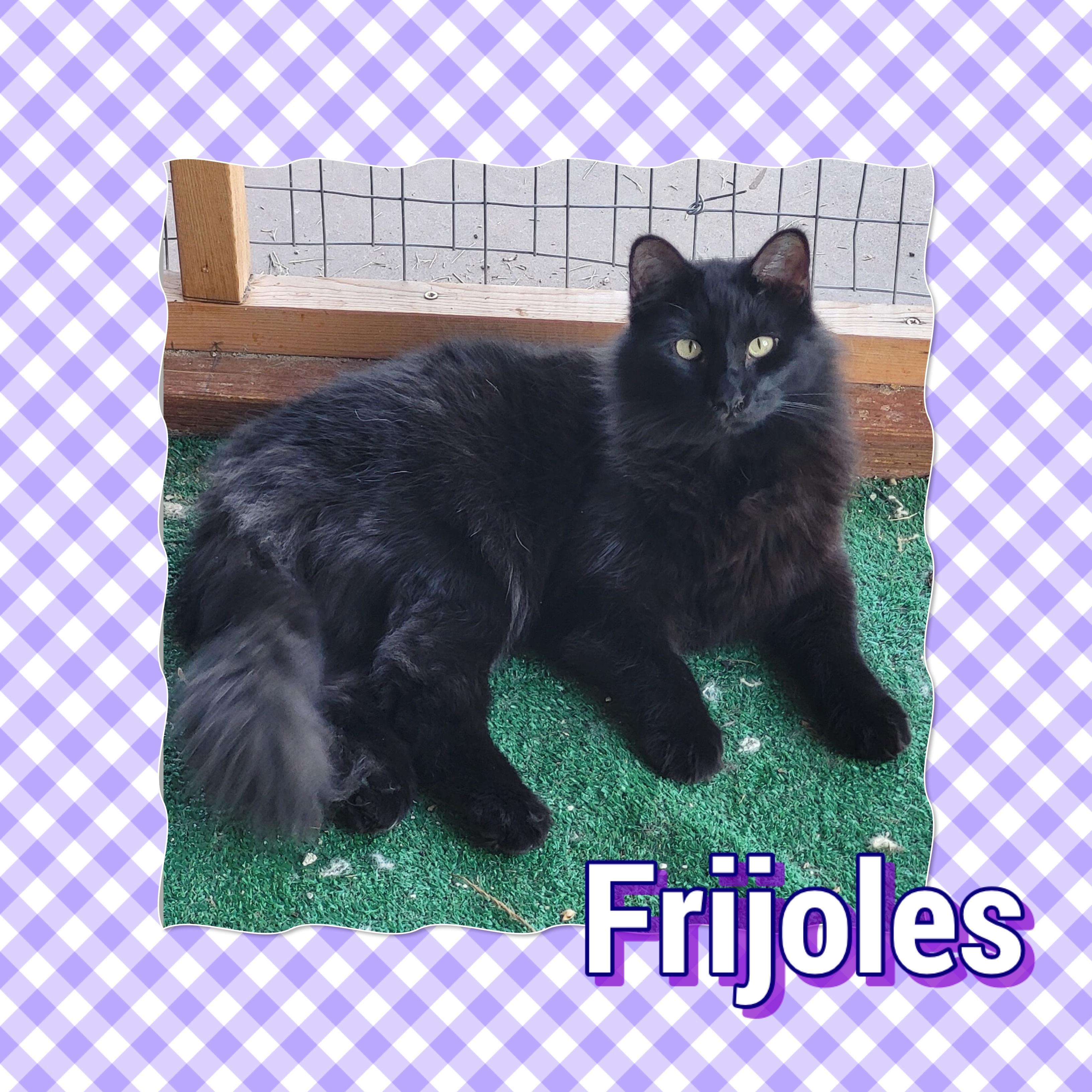 Frijoles, an adoptable Domestic Medium Hair in Tucson, AZ, 85741 | Photo Image 1