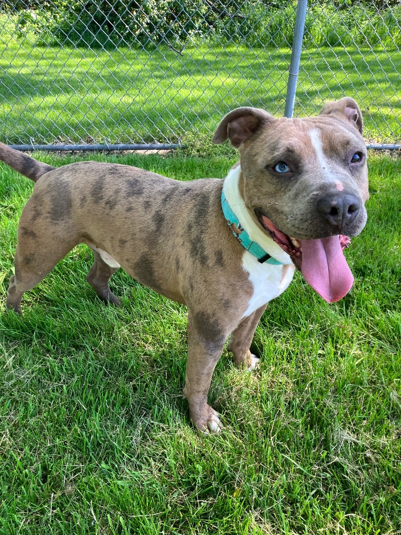 Echo, an adoptable Pit Bull Terrier, Catahoula Leopard Dog in Marion, OH, 43302 | Photo Image 6