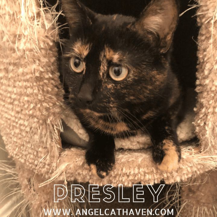 Presley, an adoptable Tortoiseshell in Plainville, MA_image-1