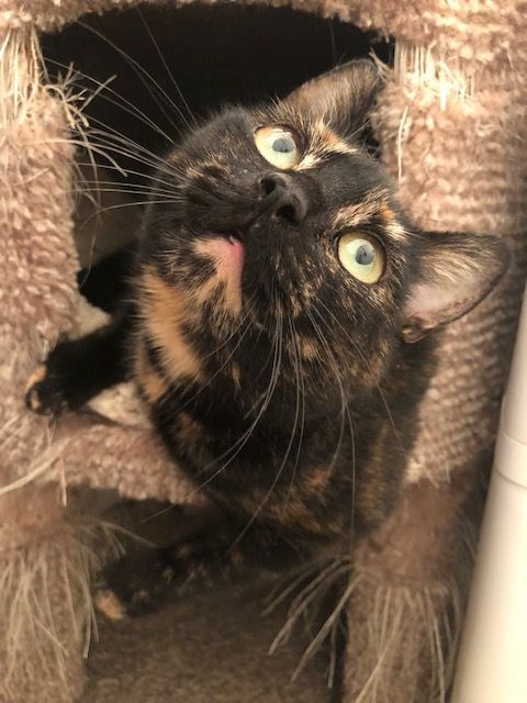 Presley, an adoptable Tortoiseshell in Plainville, MA_image-2
