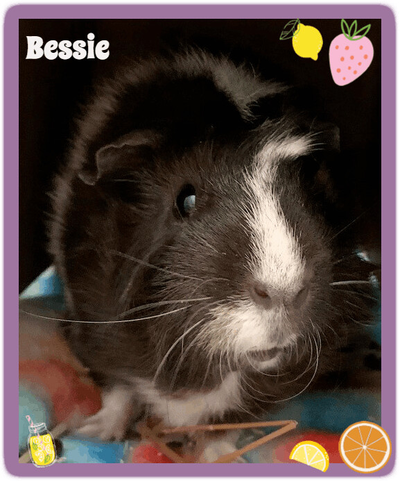 Bessie , an adopted Guinea Pig in Providence, RI_image-1