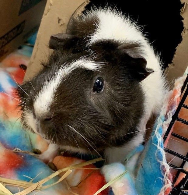 Bessie , an adopted Guinea Pig in Providence, RI_image-2