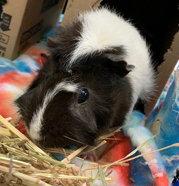Bessie , an adopted Guinea Pig in Providence, RI_image-3