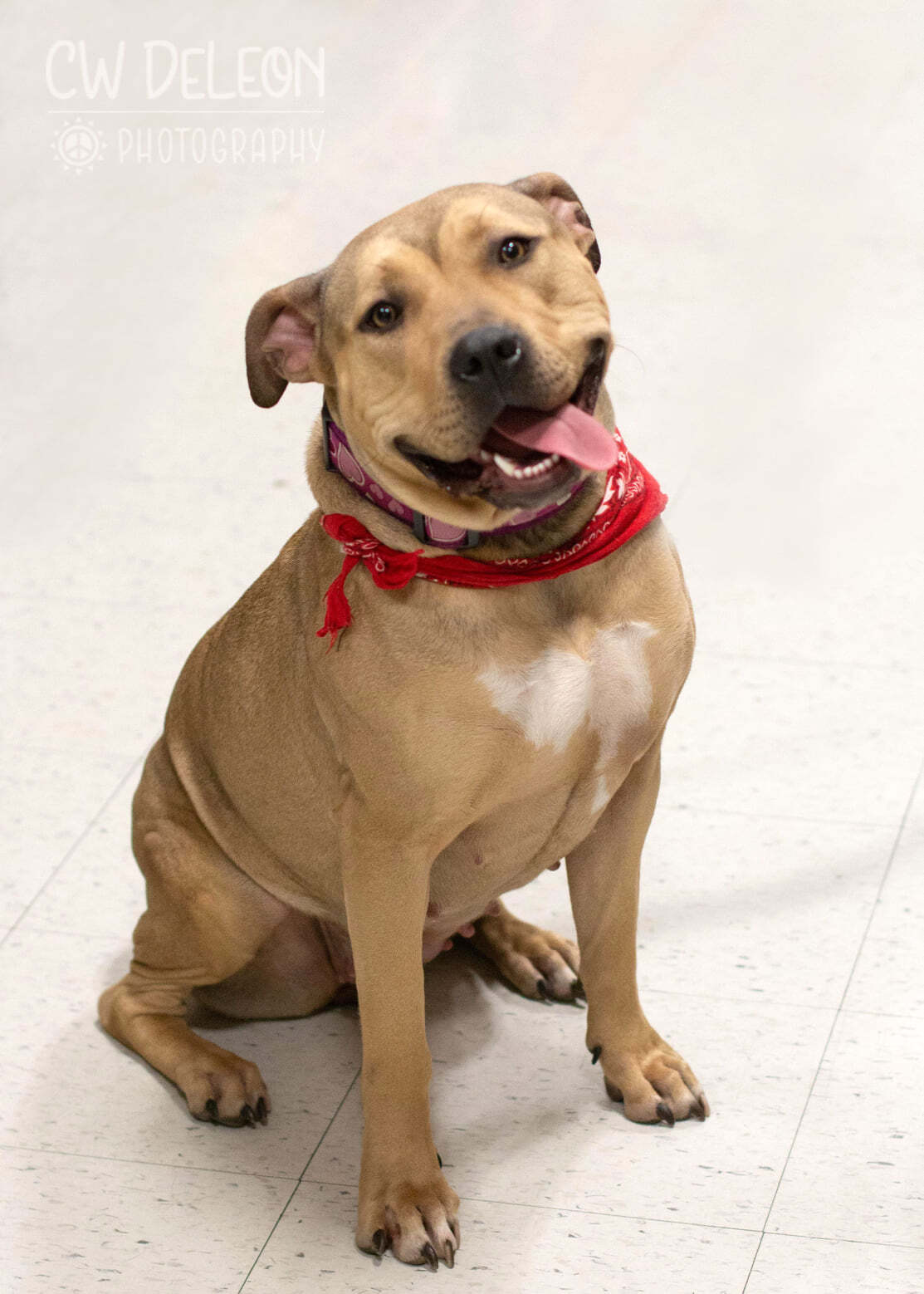 Nyiri, an adoptable American Bully in West Richland, WA, 99353 | Photo Image 1