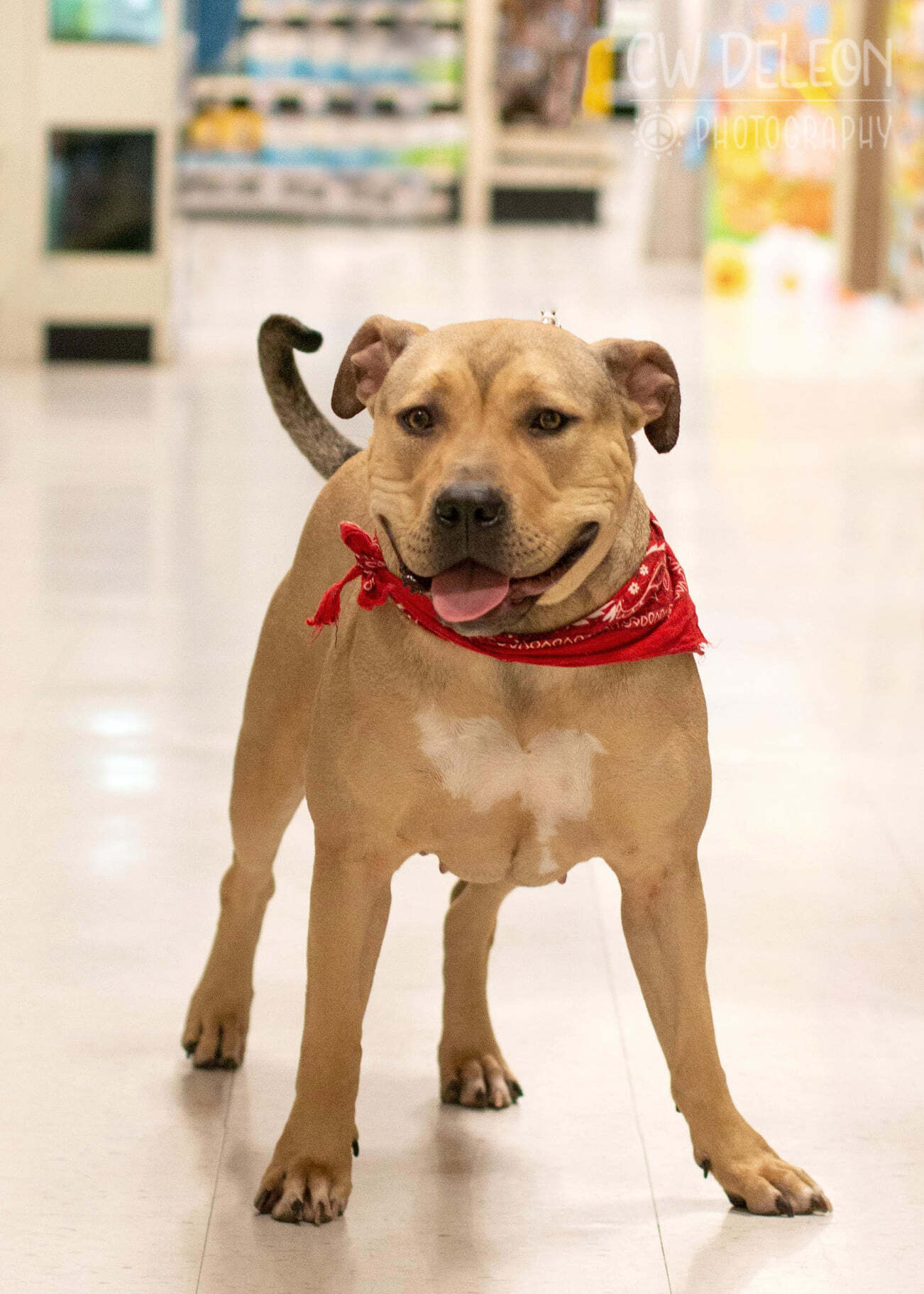 Nyiri, an adoptable American Bully in West Richland, WA, 99353 | Photo Image 2