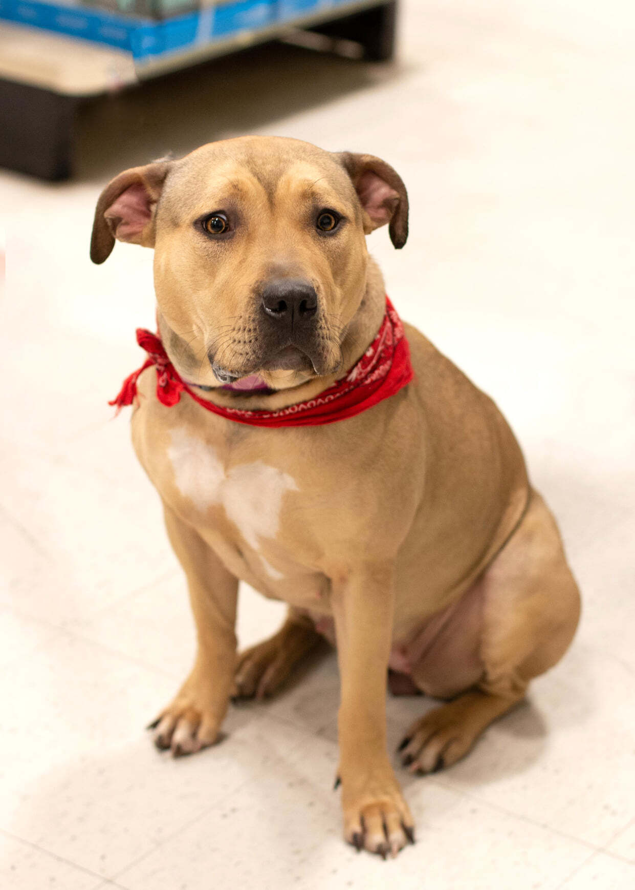 Nyiri, an adoptable American Bully in West Richland, WA, 99353 | Photo Image 3
