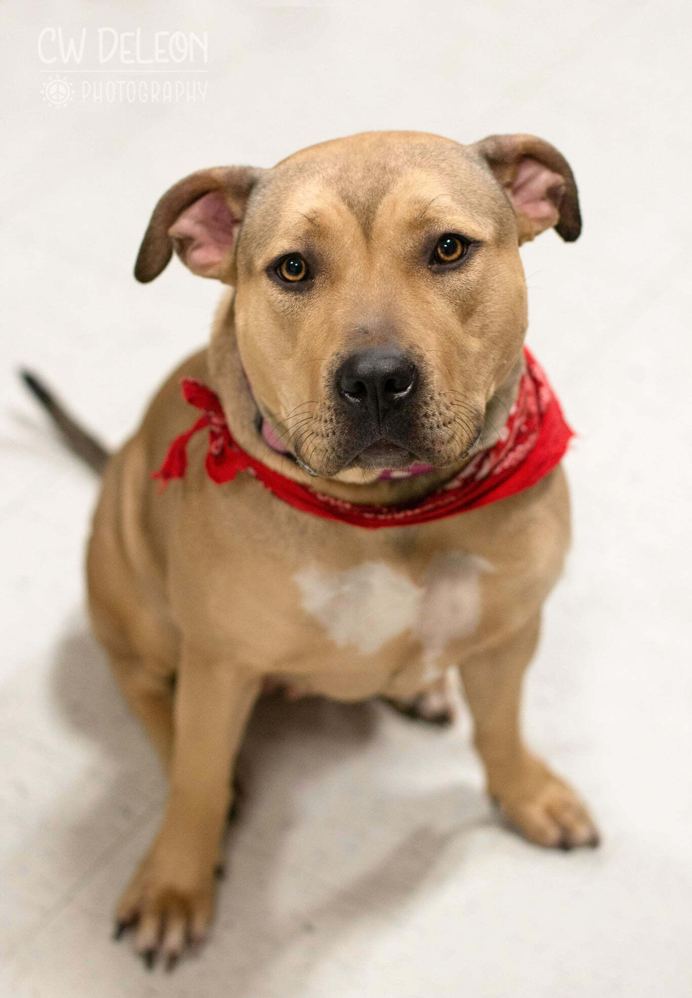 Nyiri, an adoptable American Bully in West Richland, WA, 99353 | Photo Image 4