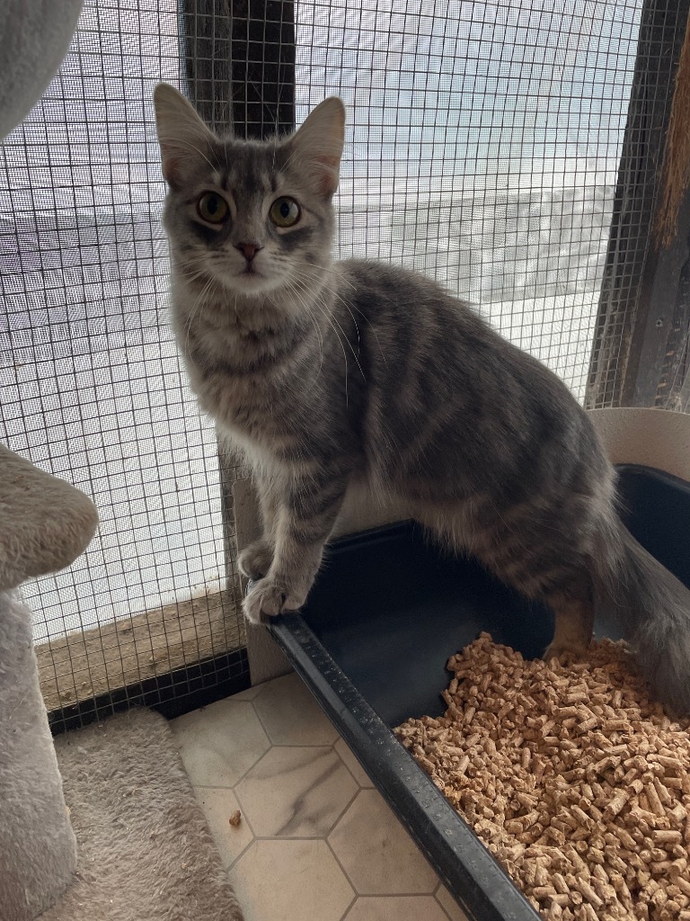 Fluffy Butt, an adoptable Domestic Medium Hair in Brainardsville, NY, 12915 | Photo Image 1