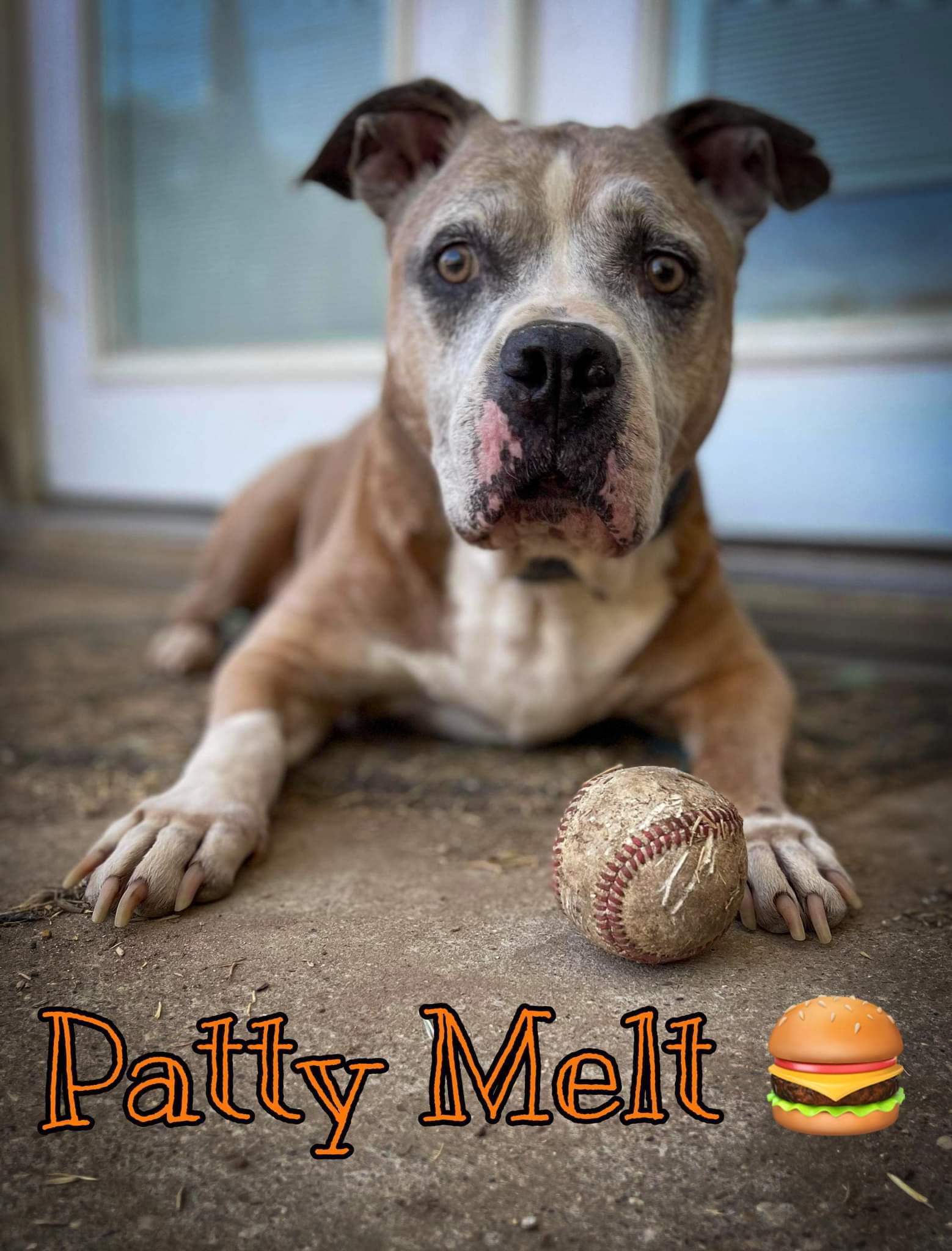 Patty Melt, an adoptable Pit Bull Terrier in Arlee, MT, 59821 | Photo Image 1